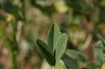 Indian sweetclover